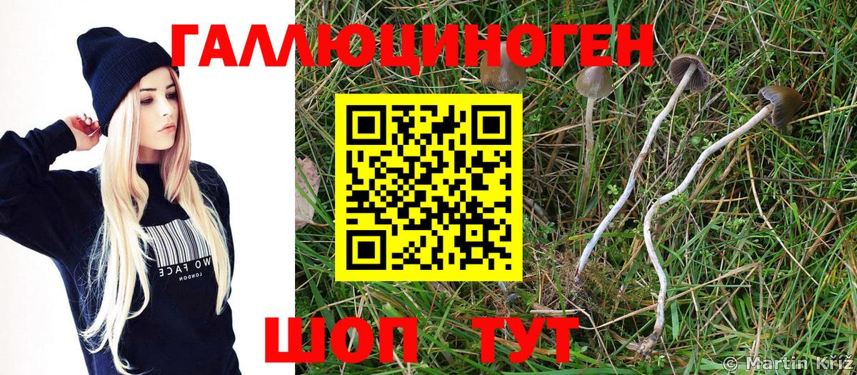 Сальск  Галлюциногенные грибы MAGIC MUSHROOMS  Вход с VPN 