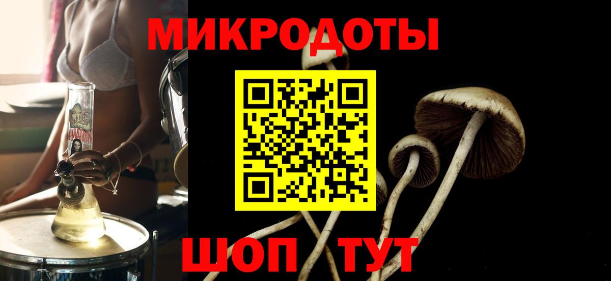 Галлюциногенные грибы Psilocybe Сальск